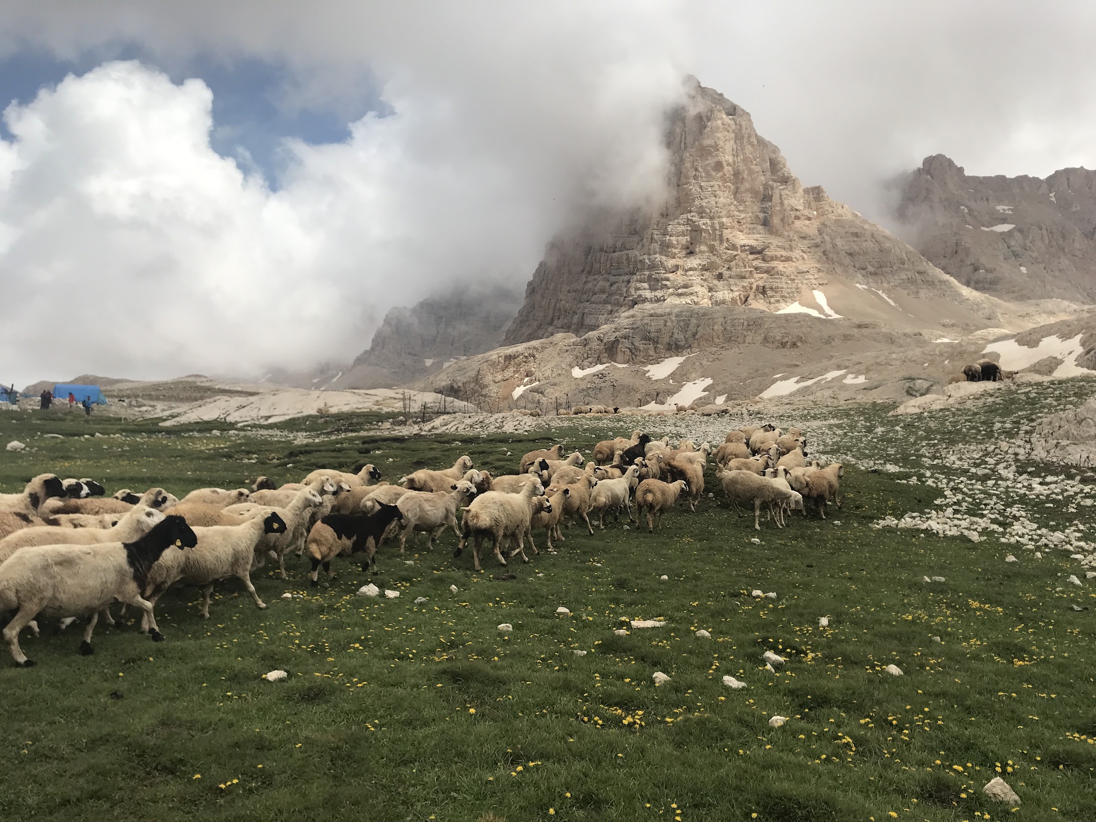 Troupeau de moutons sur un pré fleuri de jaune devant une montagne rocheuse enveloppée de nuages
